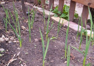 garlic and bindweed